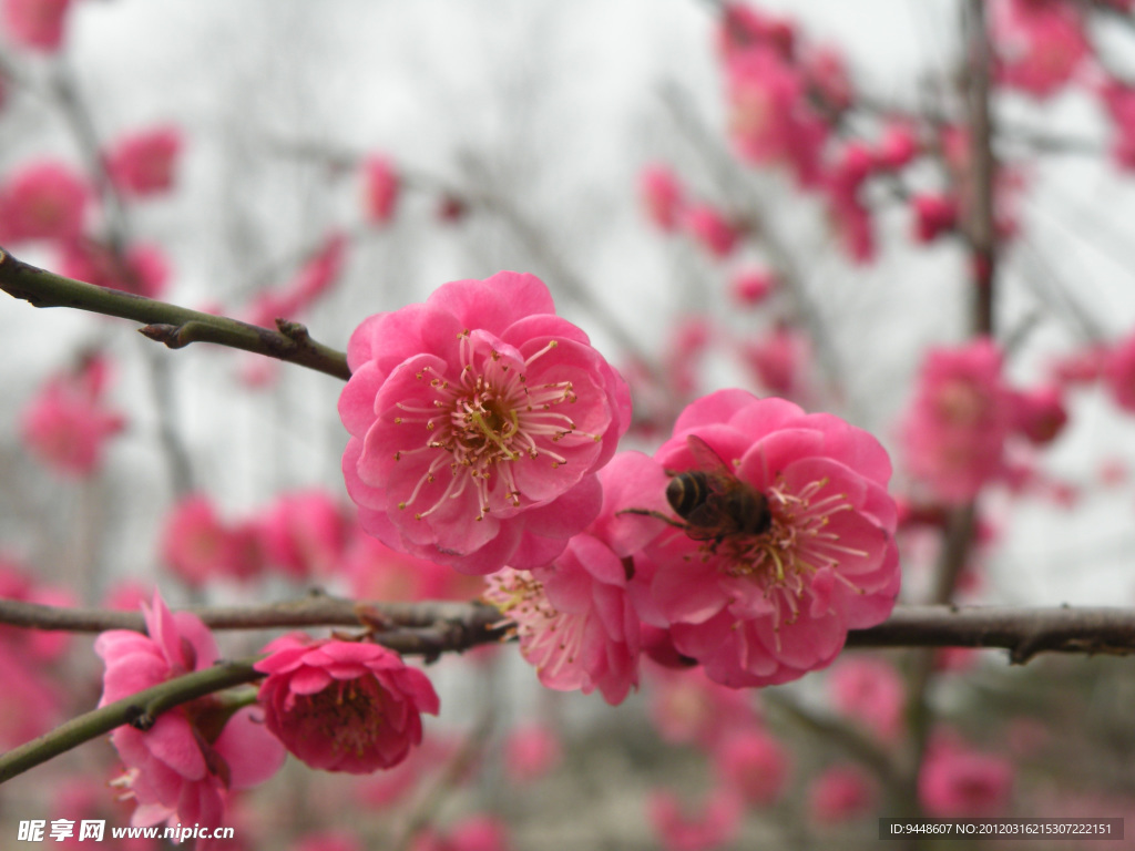 梅花