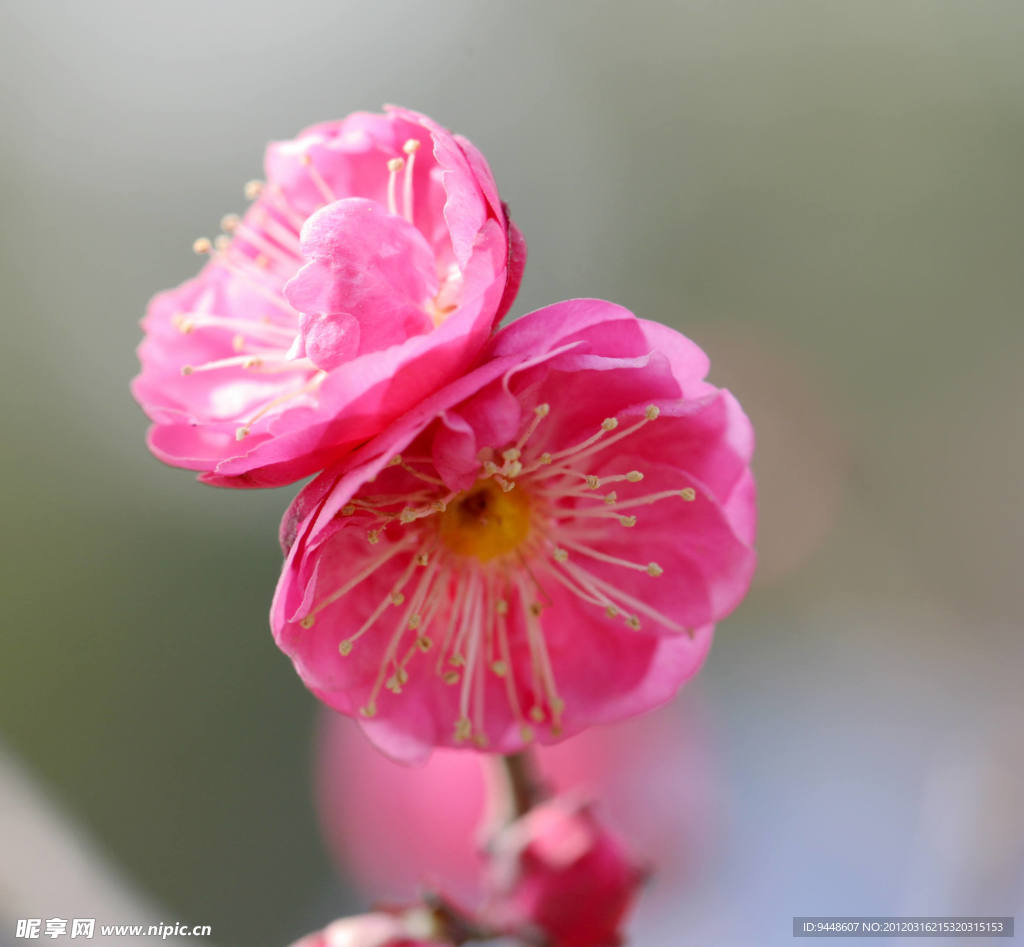 梅花
