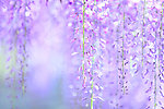 紫藤花