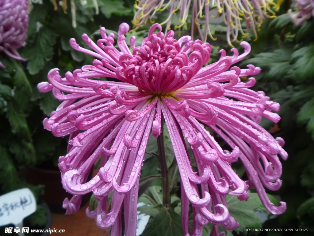 玫红色菊花