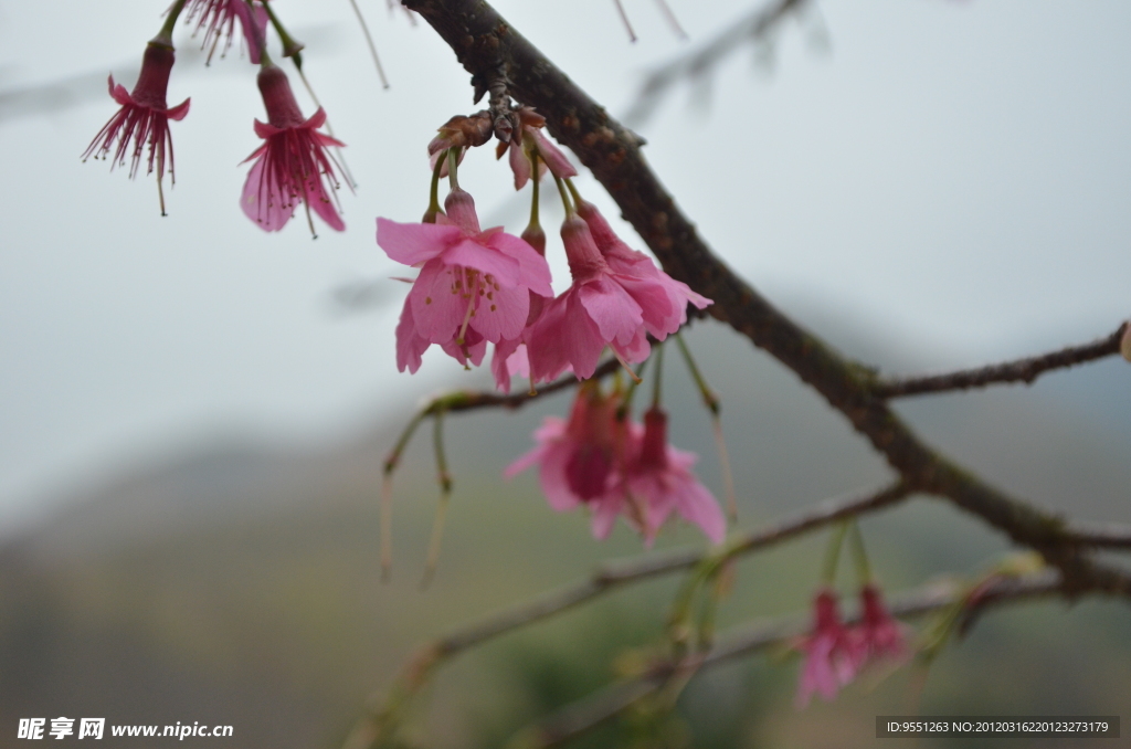 新丰樱花