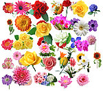 花朵素材
