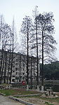 门前 杉树