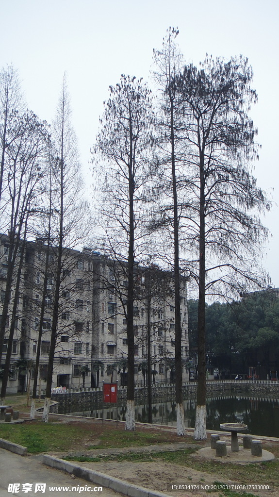 门前 杉树