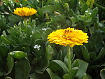 金盏菊