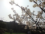 梨花