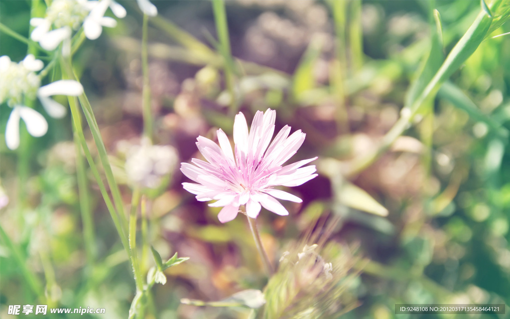 花草
