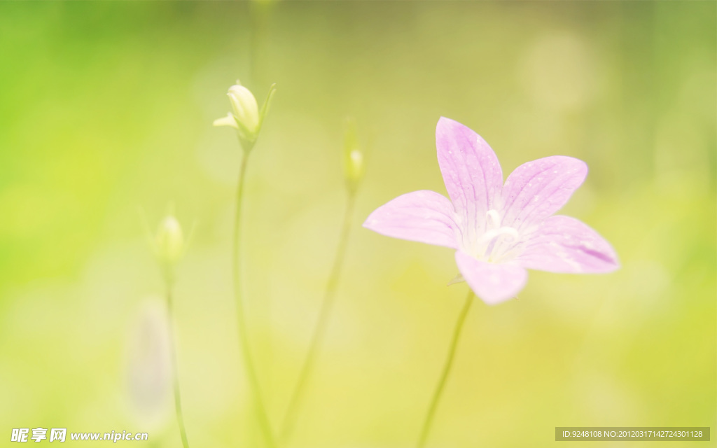 花草
