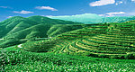 美丽茶山