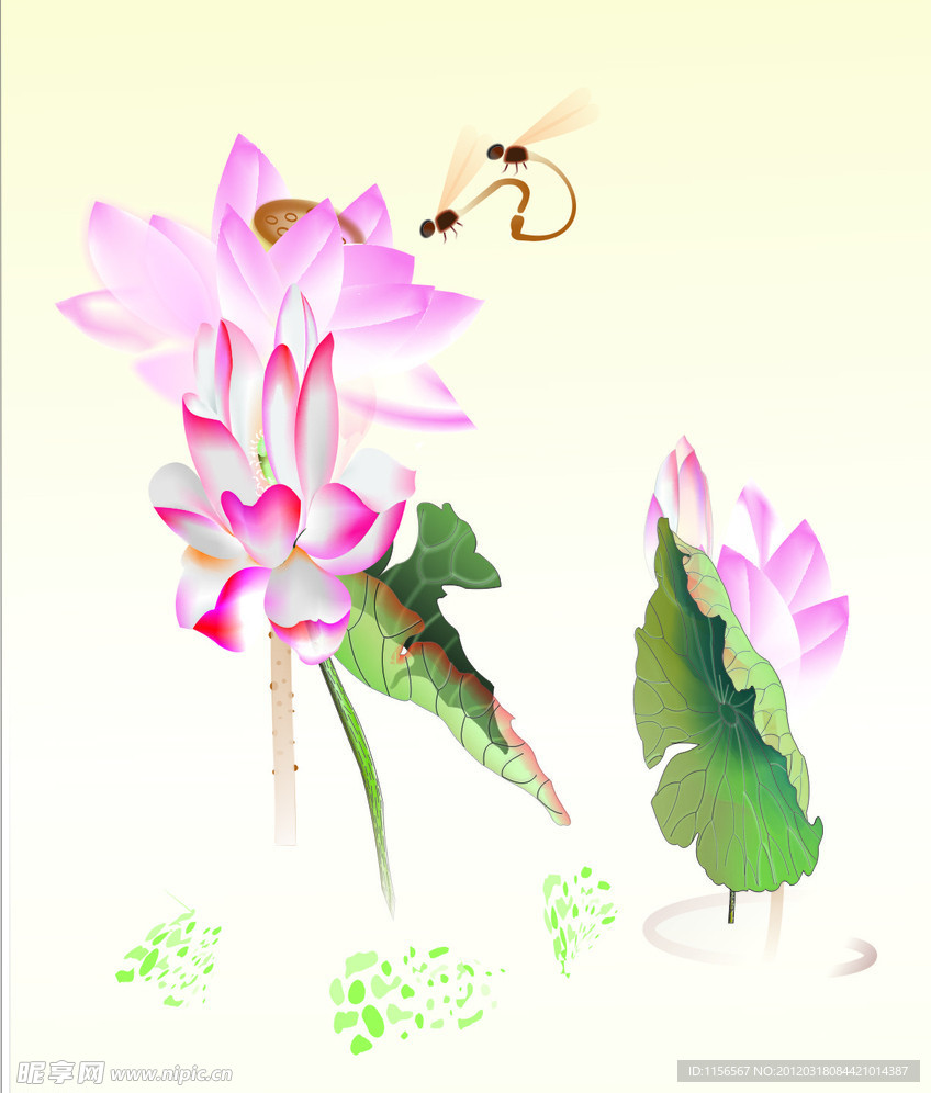 荷花