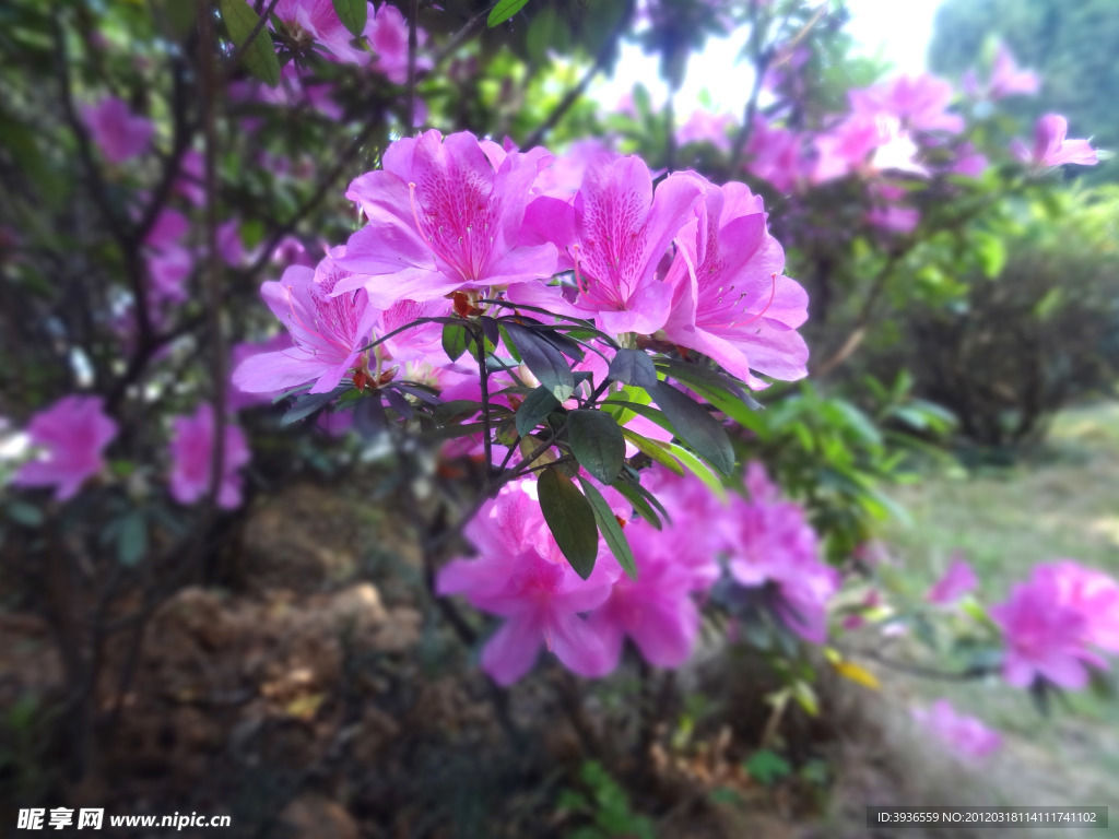 杜鹃花