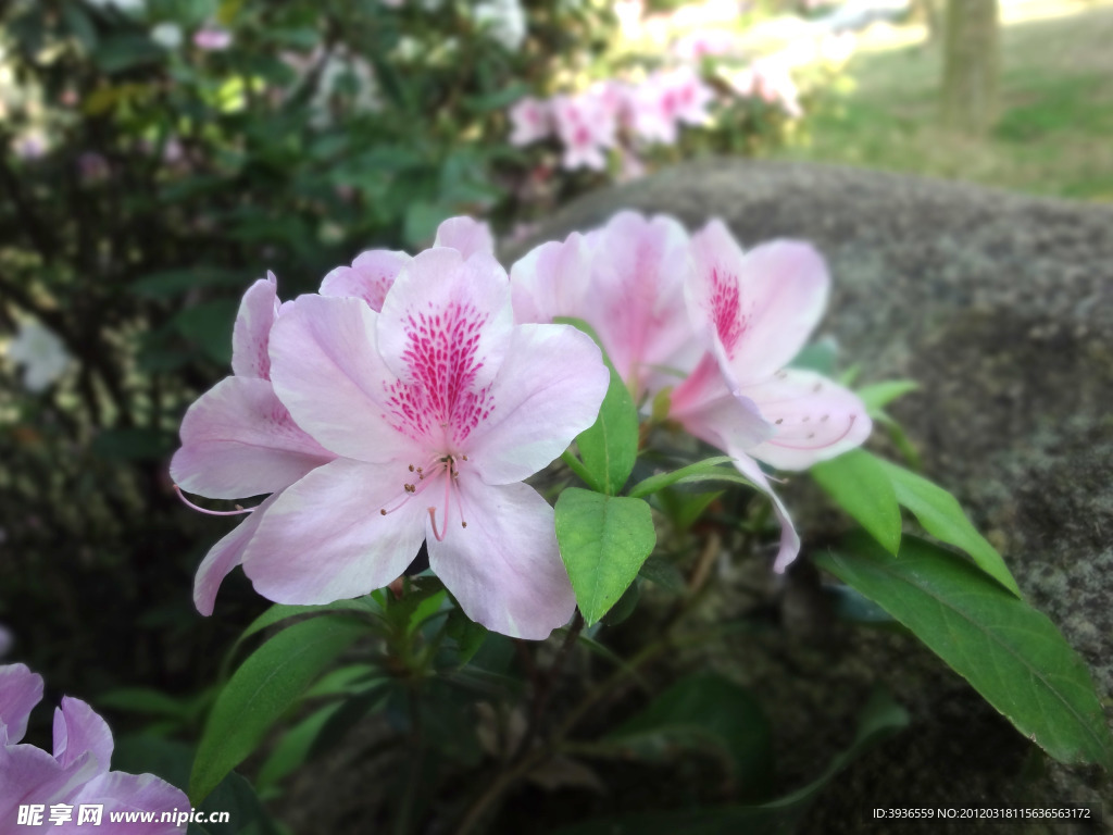杜鹃花