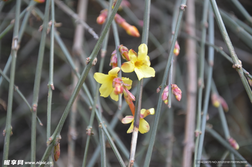 迎春花