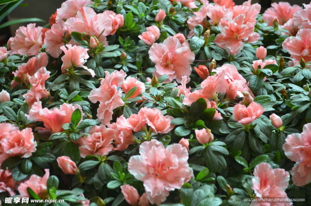 杜鹃花