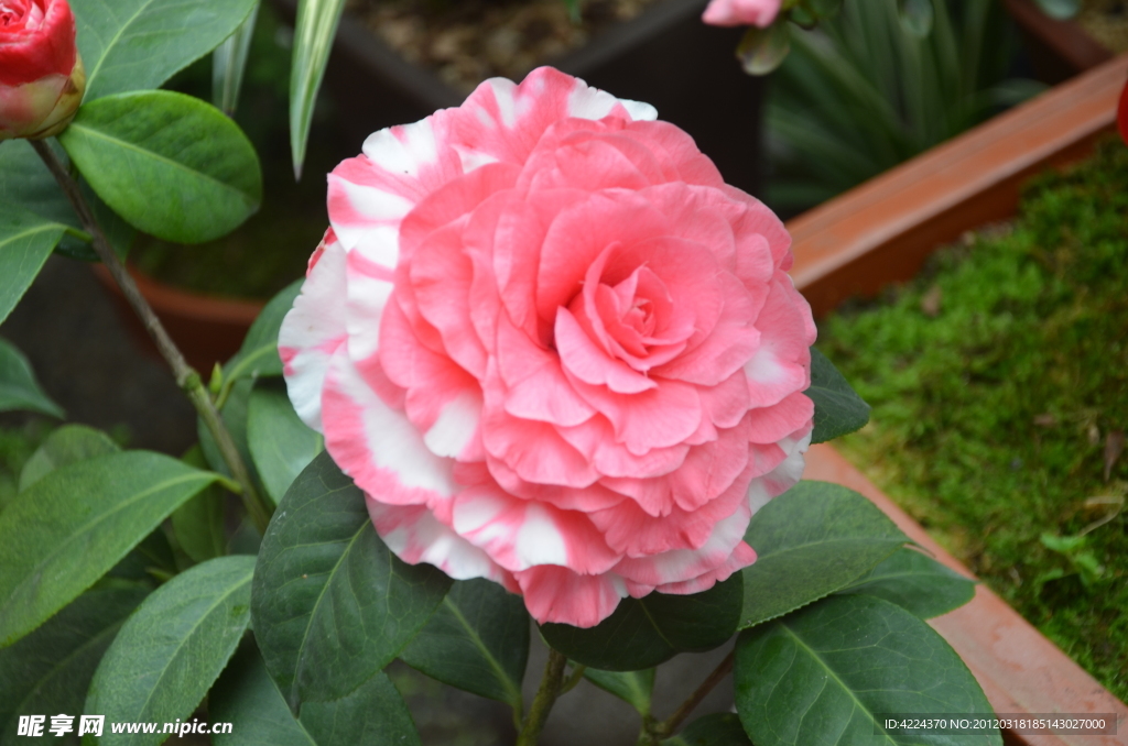 山茶花