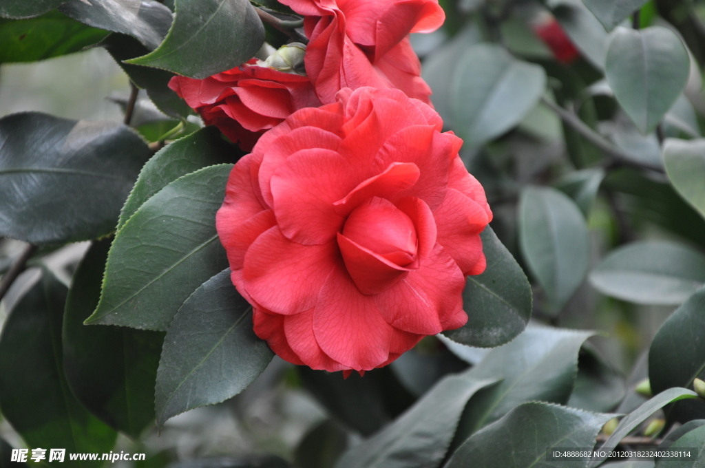 茶花