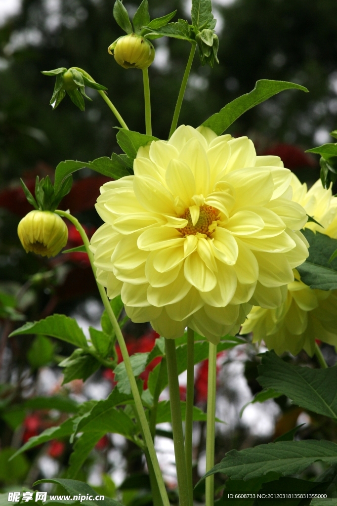 鲜花花朵