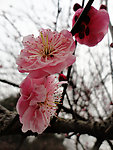 粉红色的梅花