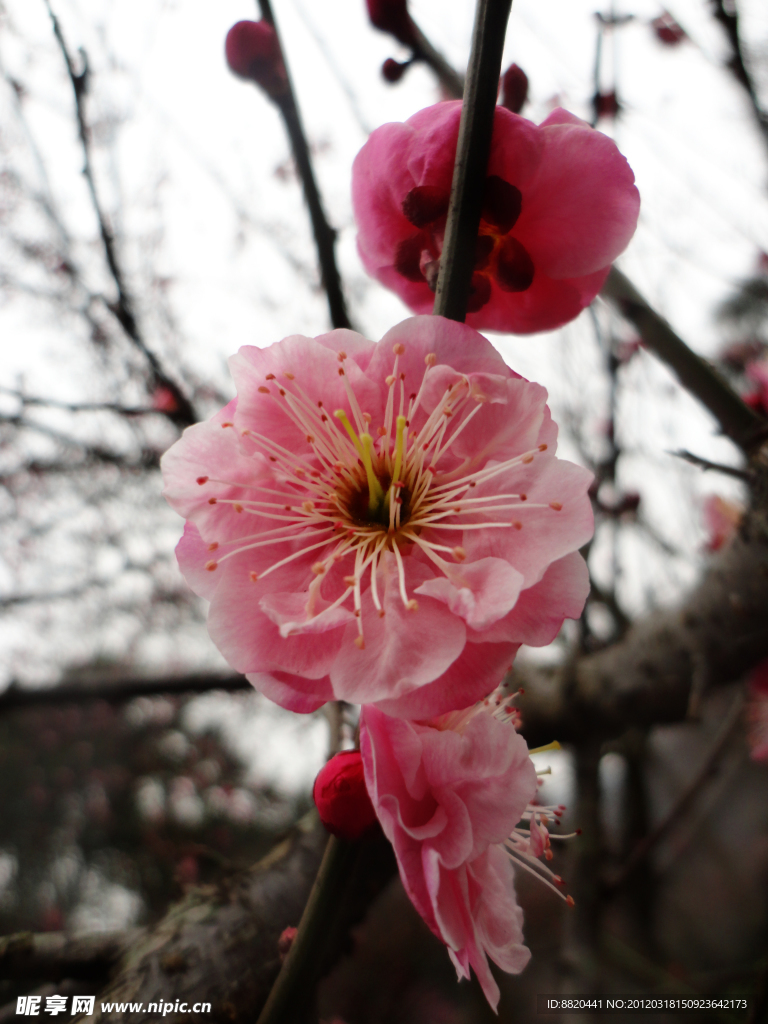 红色梅花