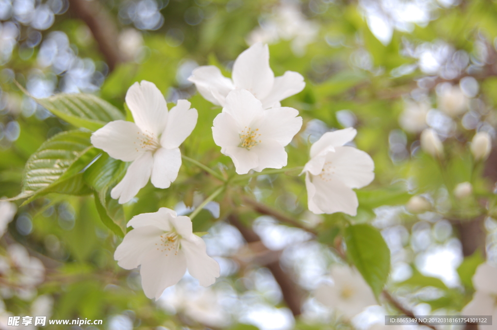 樱桃花