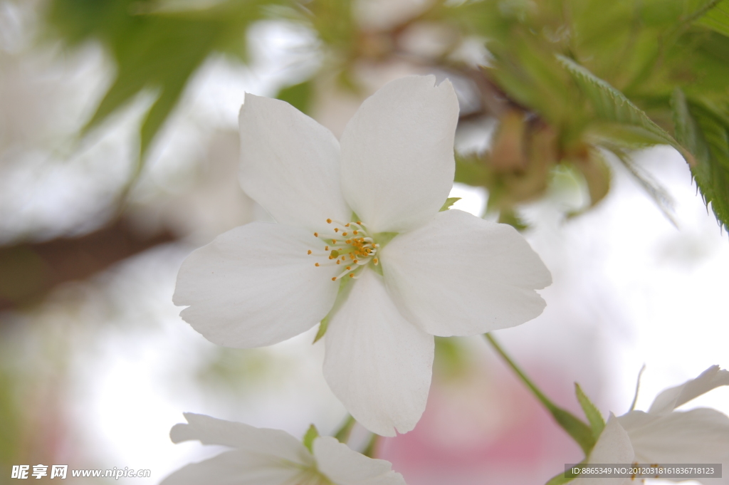 樱桃花