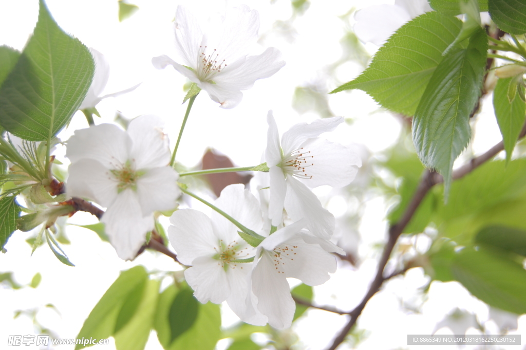 樱桃花