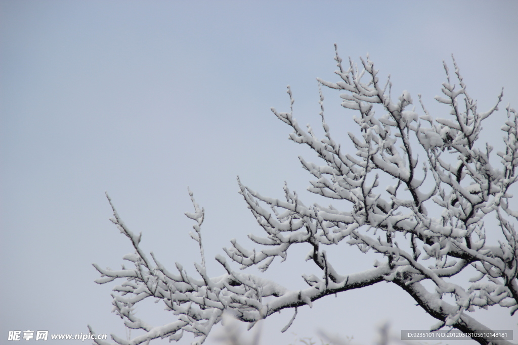 枝头的白雪