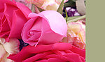 花上花