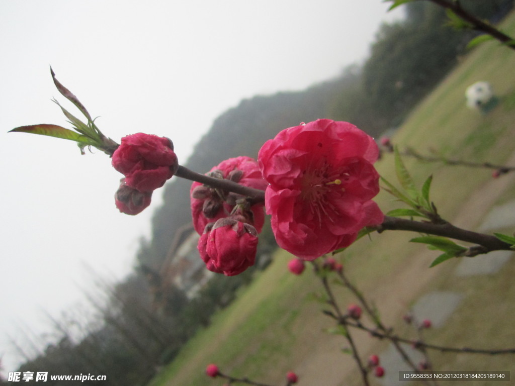 3月桃花香
