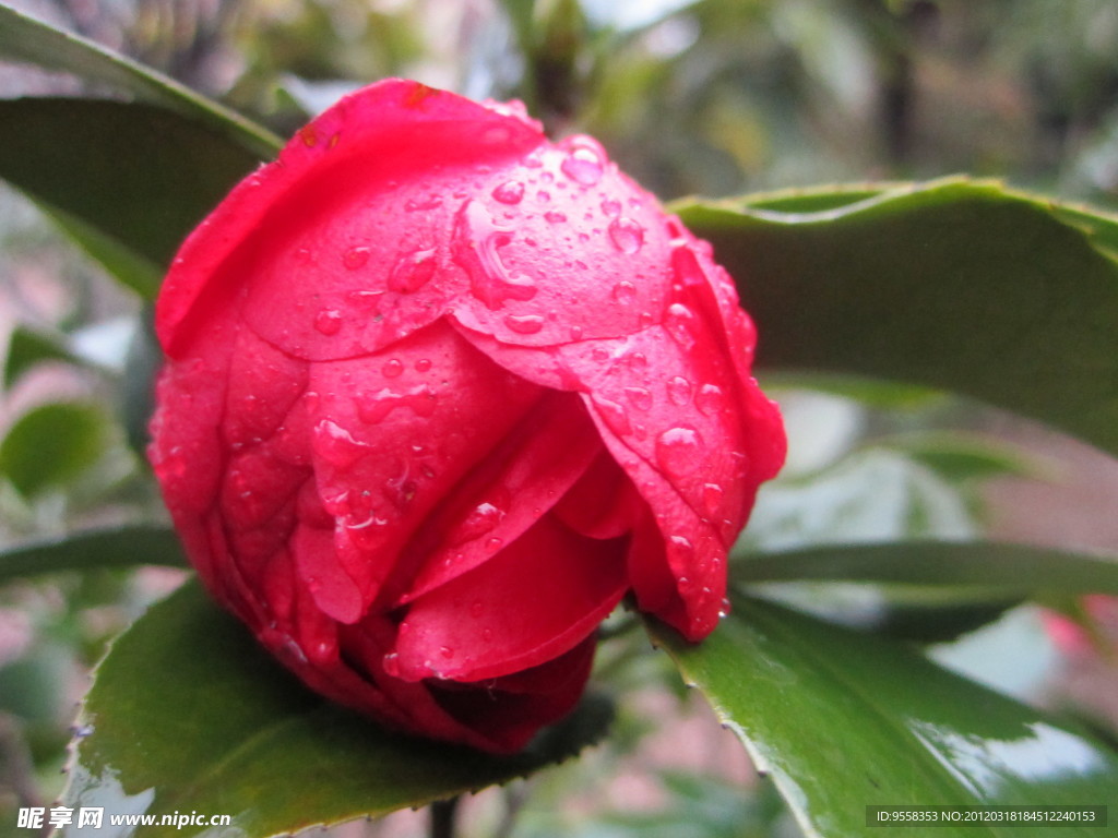 雨中茶花