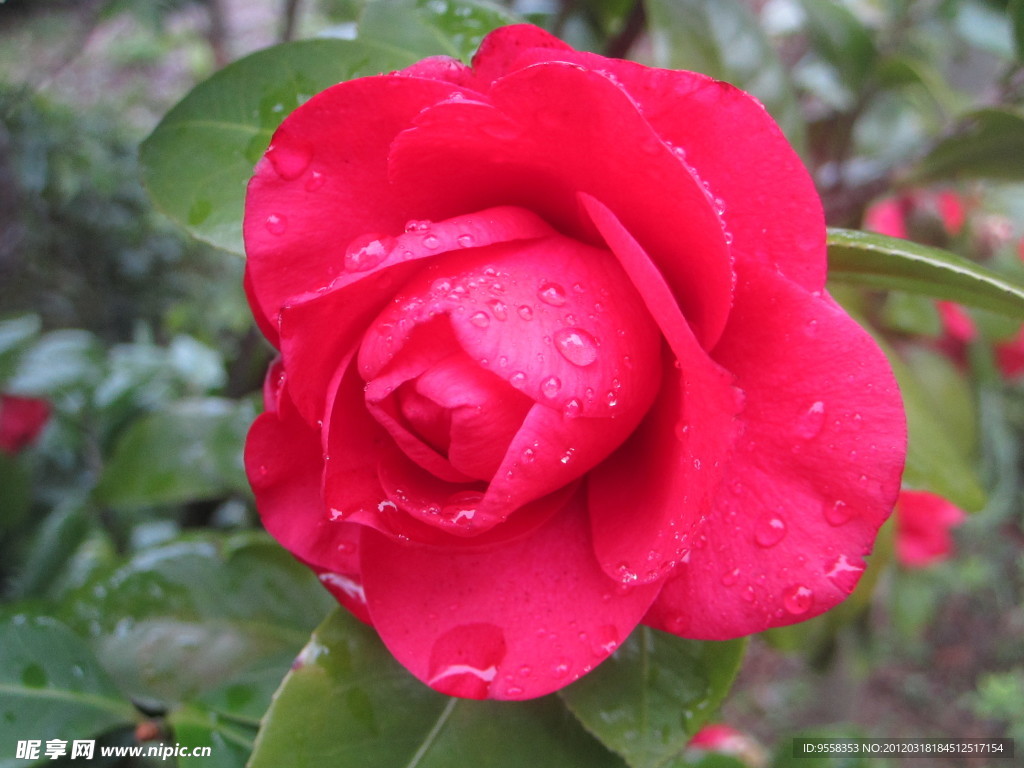 雨中茶花