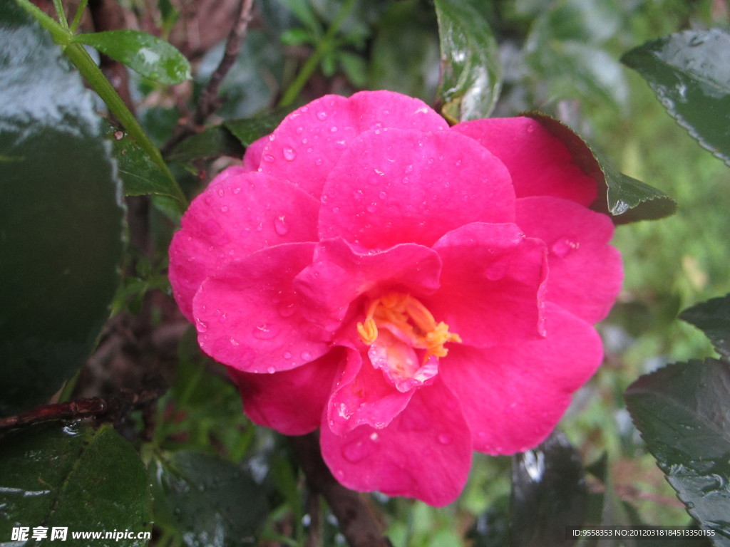 雨中茶花