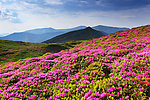 高山 杜鹃 花海