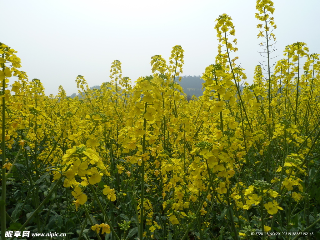 油菜花
