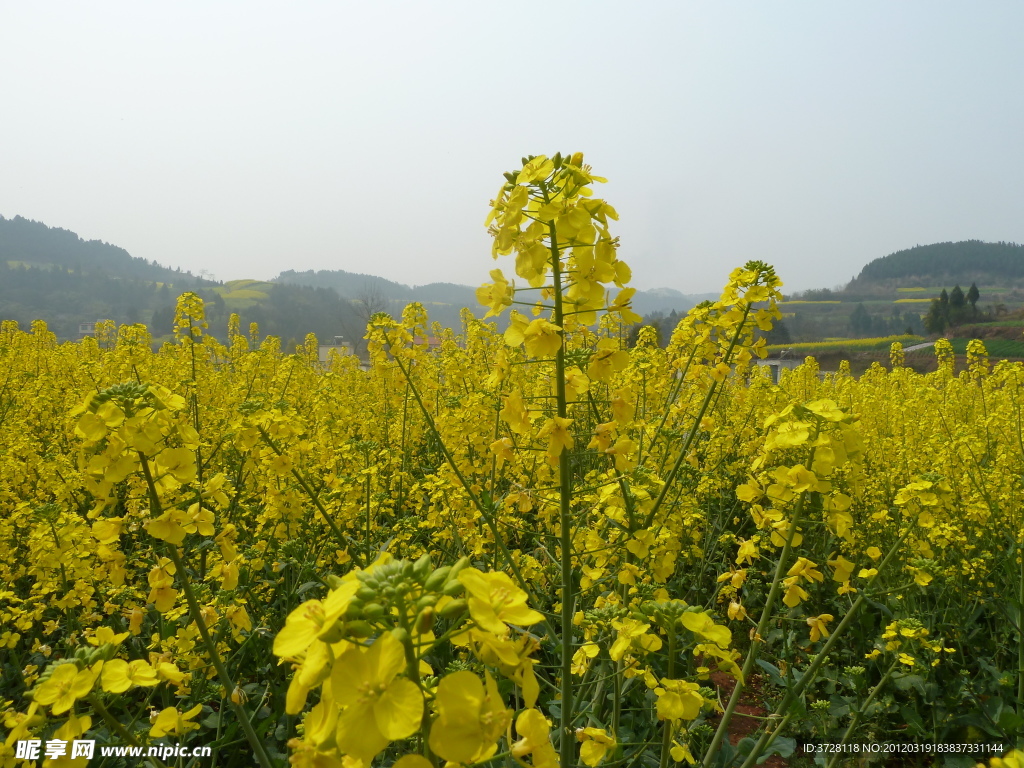 油菜花