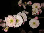 梅花吐蕊