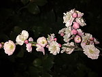 梅花吐蕊