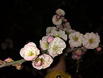 梅花吐蕊