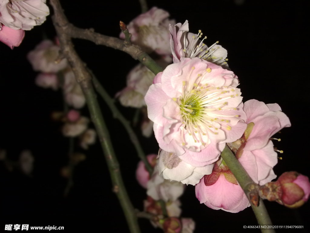 梅花吐蕊