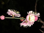 梅花吐蕊