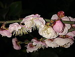 梅花吐蕊