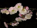 梅花吐蕊
