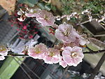 梅花吐蕊