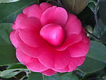 红茶花