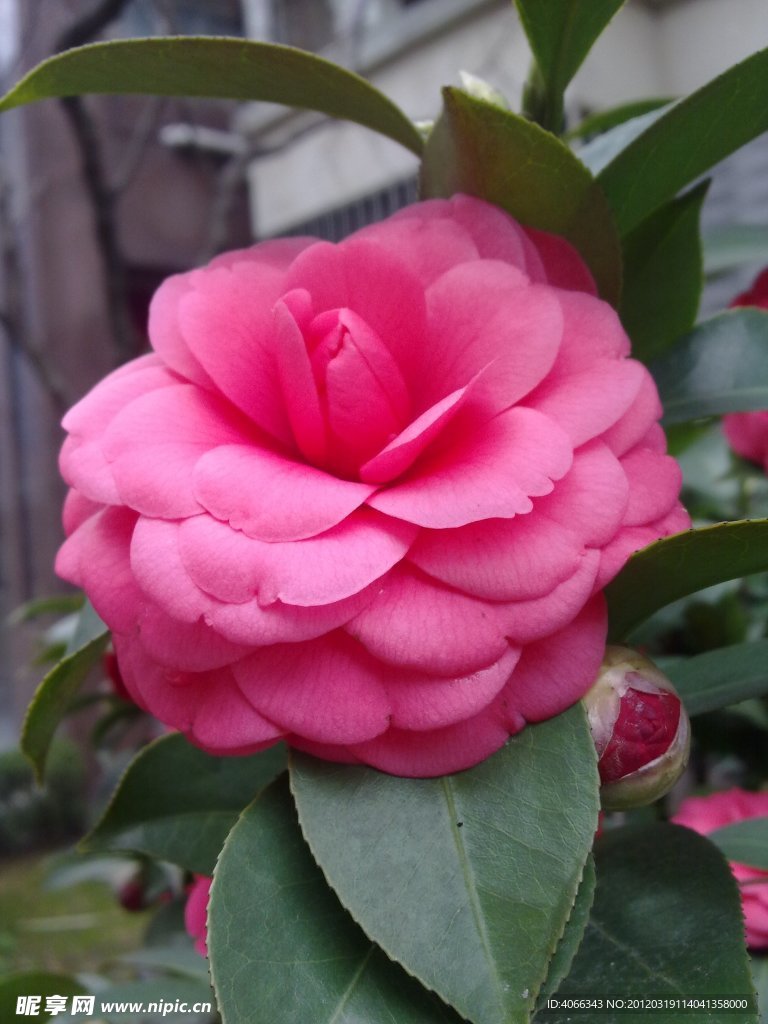红茶花