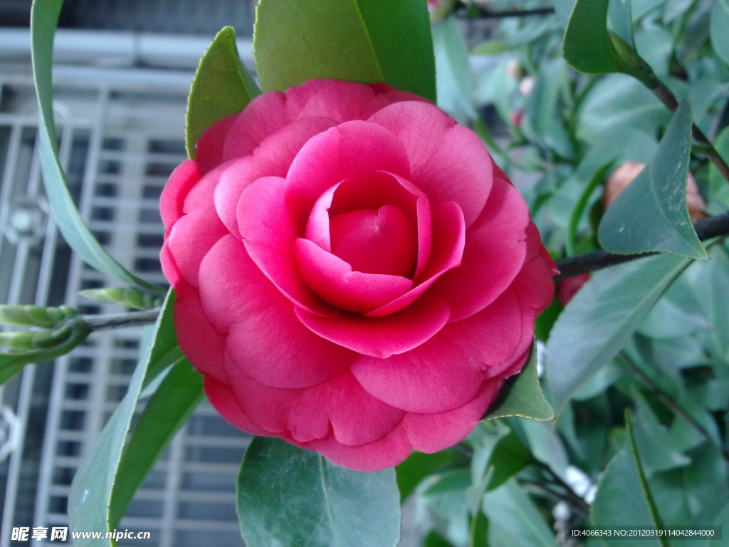 红茶花