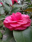 红茶花