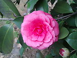 红茶花