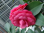 红茶花