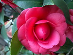 红茶花